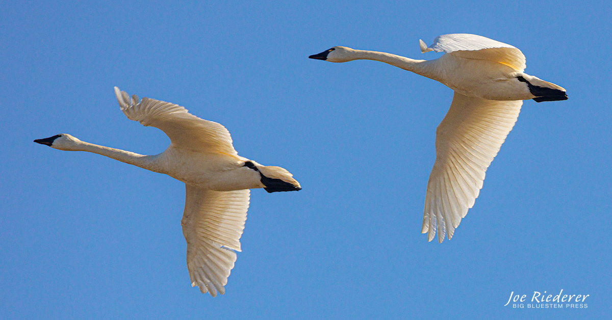 Trumpeter Swan – Wildlife In Winter