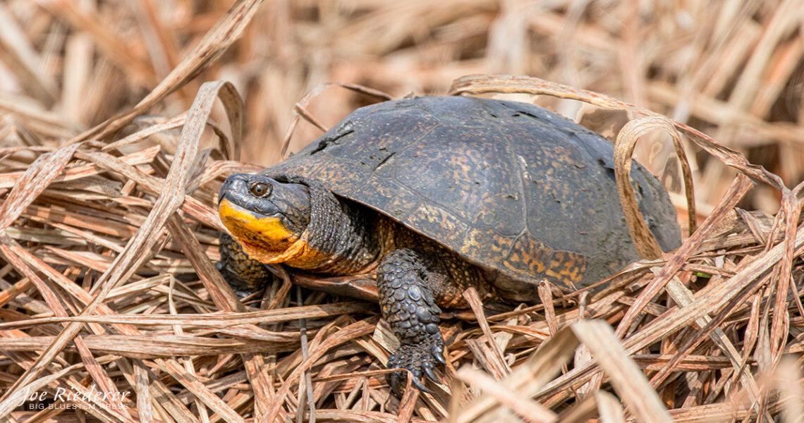 Blanding's turtle in marsh