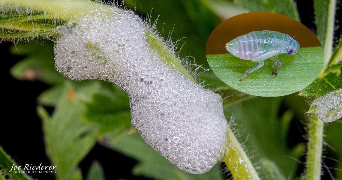 Spittlebug foam and Macro